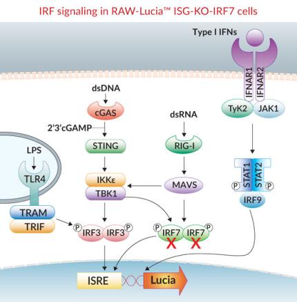 IRF signaling pathways in RAW-Lucia™ ISG-KO-IRF7 cells