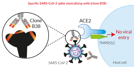 SARS-CoV-2 spike-specific neutralizing mAb (clone B38) SARS-CoV-2 spike-specific neutralizing mAb (clone B38)