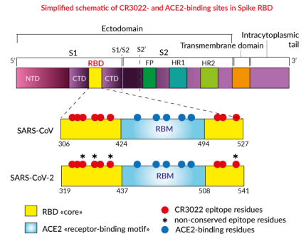 Simplified schematic of CR3022- and ACE2-binding sites in Spike RBD Simplified schematic of CR3022- and ACE2-binding sites in Spike RBD