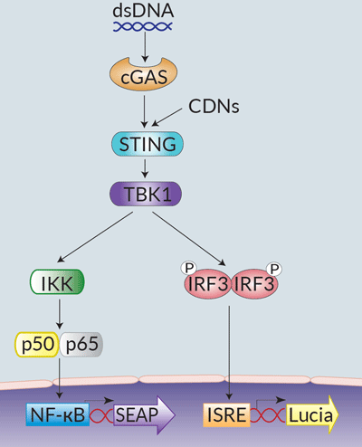 STING signaling in THP1-Dual™ KI-mSTING cells