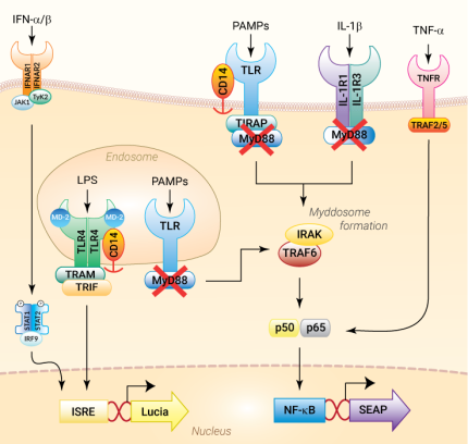 Signaling pathways in THP1-Dual™ KO-MyD reporter cells