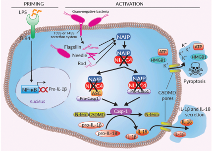 Inflammasome signaling in THP1-KO-NLRC4 cells