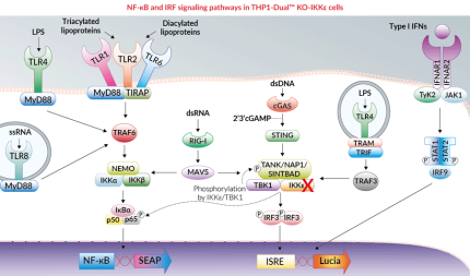 NF-κB and IRF signaling pathways in THP1-Dual™ KO-IKKε cells