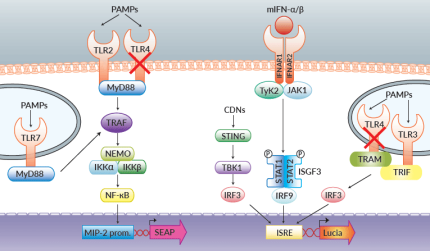 TLR and Type I IFN signaling in RAW-Dual™ KO-TLR4 Cells