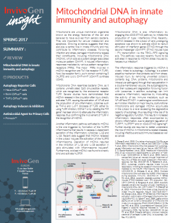 InvivoGen Insight Newsletter - Mitochondrial DNA in innate immunity and autophagy 