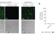 Monitoring of ASC speck formation and pyroptosis upon NLRP1 activation using Val-boroPro
