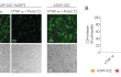 Monitoring of ASC speck formation and pyroptosis upon NLRP1 activation using Poly(IC)