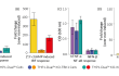 Functional validation of IKKε knockout (NF-κB and IRF response)
