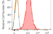 Cell surface staining using hCD27-Fc Cell surface staining using hCD27-Fc