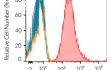 Cell surface staining using hCTLA4-Fc