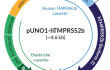 pUNO1-hTMPRSS2b expression vector Schematic of pUNO1-hTMPRSS2b expression vector