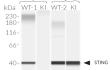 Validation of mSTING knockin by Western blot (WES by Protein Simple)