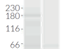 Validation of IRF3 knockout by Western blot (Wes™)
