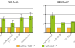 Greater transient transfection efficiency (folds)