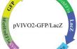pVIVO2 - GFP - LacZ plasmid map