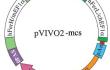 pVIVO2 - MCS plasmid map